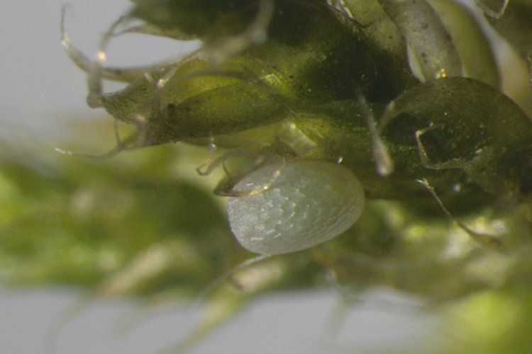 Tephronia sepiaria: Bild 2