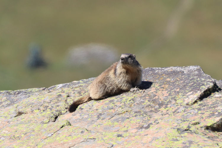 Marmota marmota: Bild 4