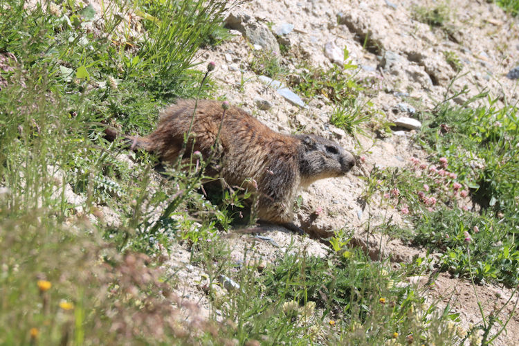 Marmota marmota: Bild 6
