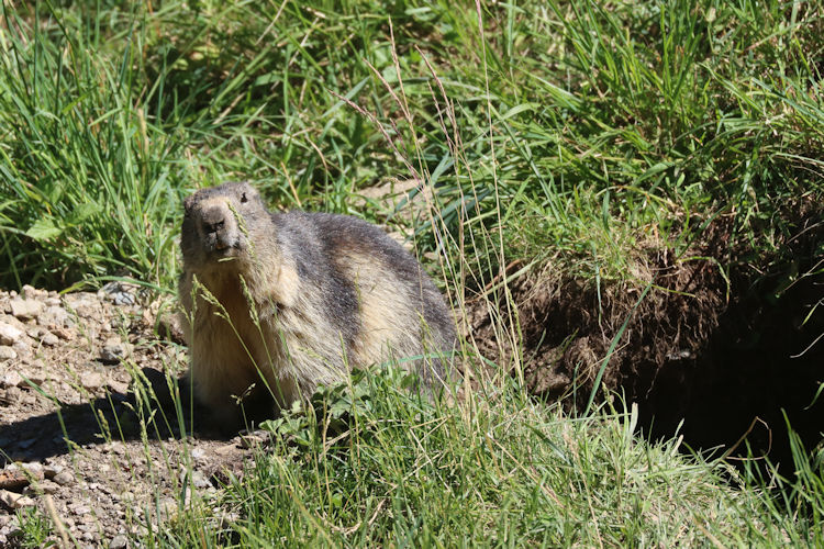 Marmota marmota: Bild 9