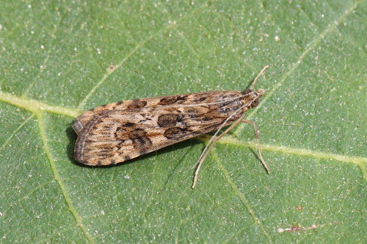 Nomophila noctuella: Bild 10