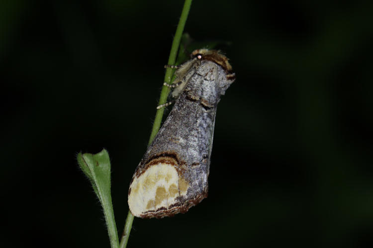 Phalera bucephala: Bild 10