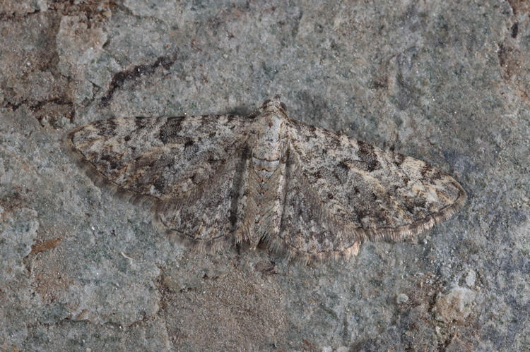 Eupithecia impurata: Bild 12