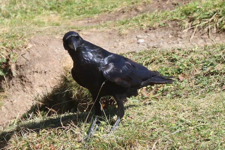 Corvus corax corax: Bild 4