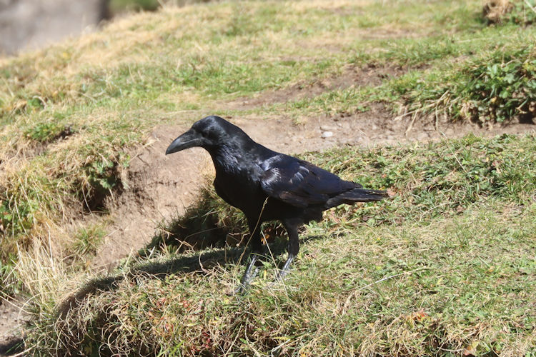 Corvus corax corax: Bild 5
