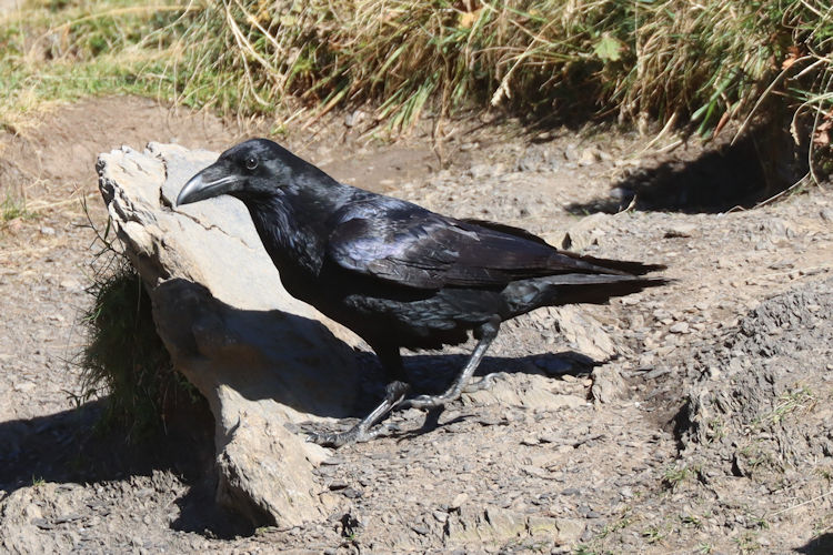 Corvus corax corax: Bild 6