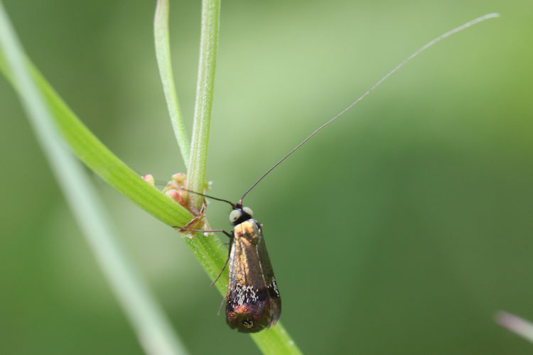 Nemophora dumerilella: Bild 3