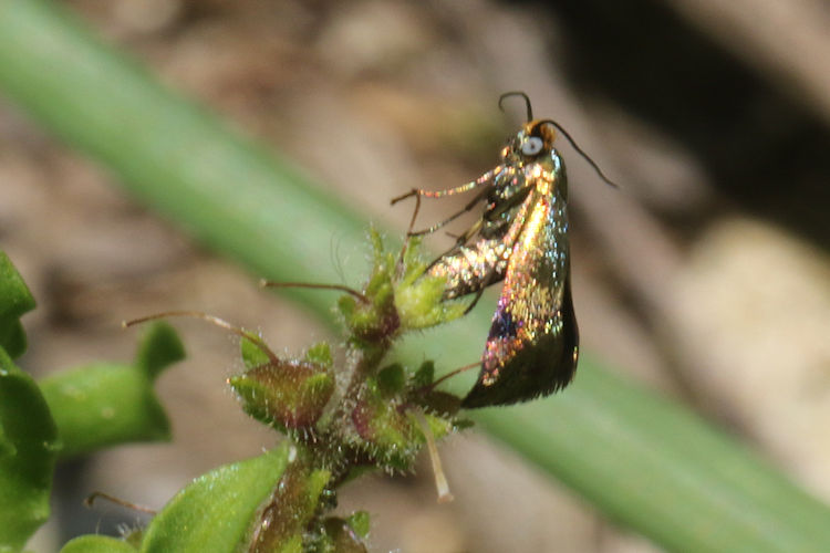 Nemophora dumerilella: Bild 4