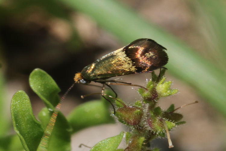 Nemophora dumerilella: Bild 5