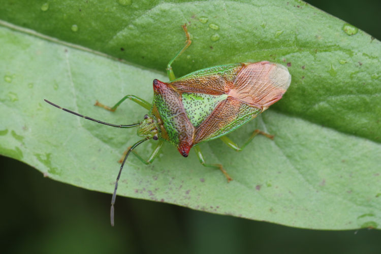 Acanthosoma haemorrhoidale: Bild 2