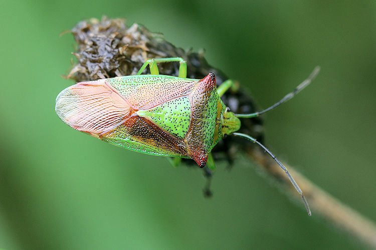 Acanthosoma haemorrhoidale: Bild 3