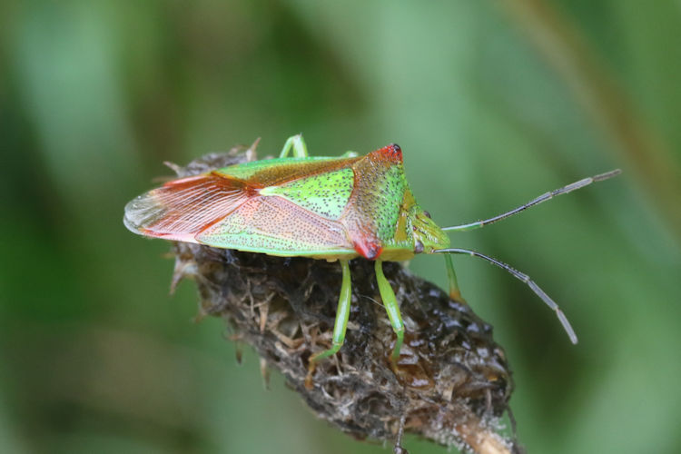 Acanthosoma haemorrhoidale: Bild 4