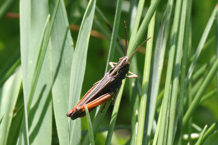 Omocestus rufipes: Bild 2