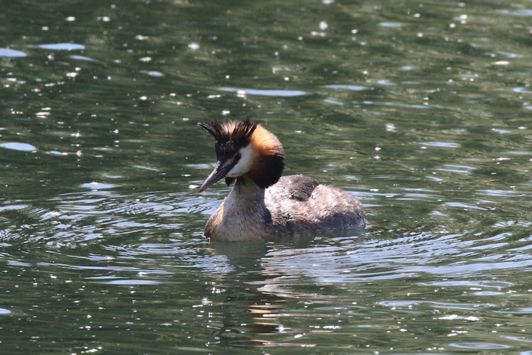 Podiceps cristatus: Bild 2