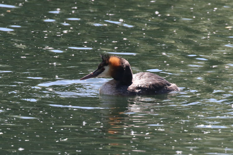 Podiceps cristatus: Bild 4