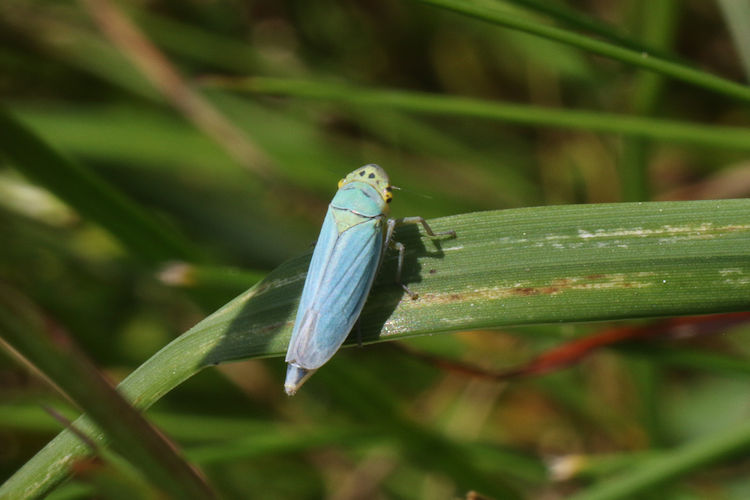 Cicadella viridis: Bild 2