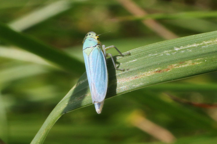 Cicadella viridis: Bild 3