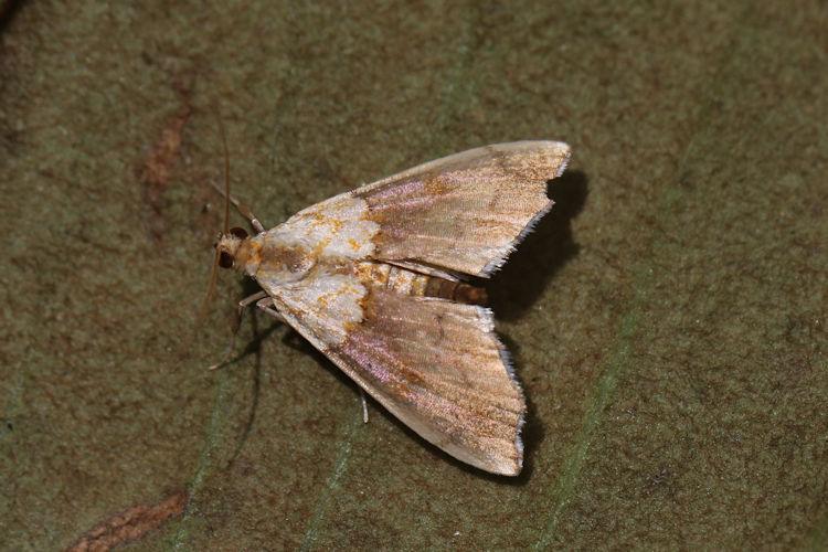 Agrotera nemoralis: Bild 6