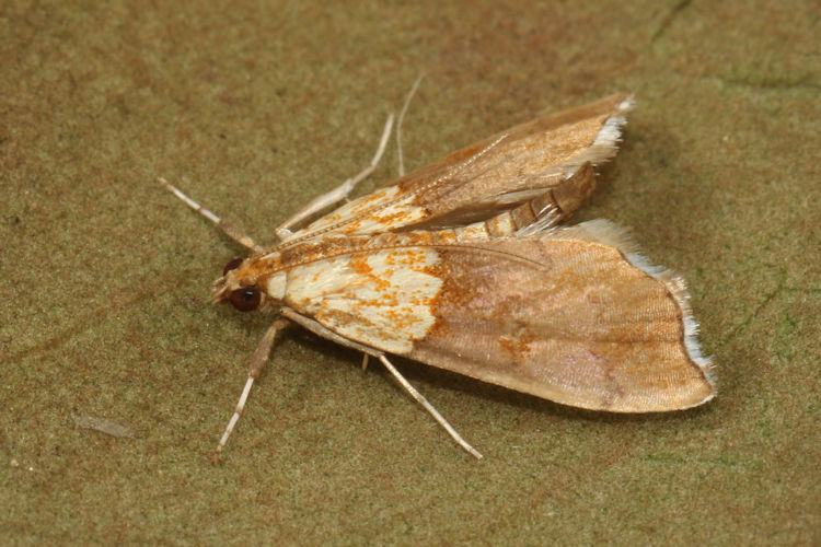 Agrotera nemoralis: Bild 9