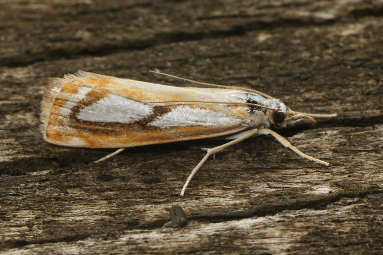 Catoptria pinella: Bild 7