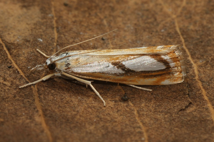 Catoptria pinella: Bild 8