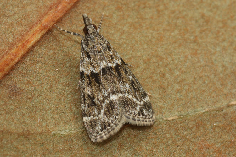 Eudonia mercurella: Bild 2