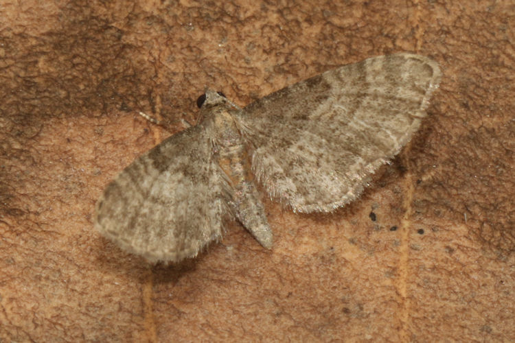 Eupithecia haworthiata: Bild 20
