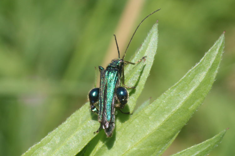 Oedemera nobilis: Bild 1