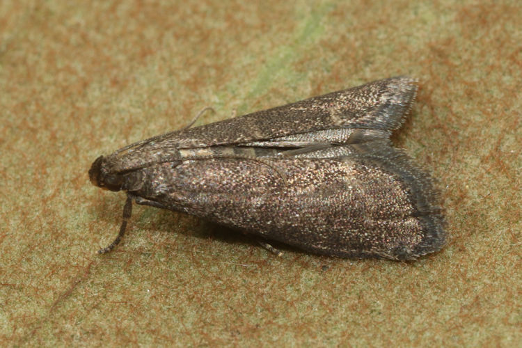 Eccopisa effractella: Bild 3