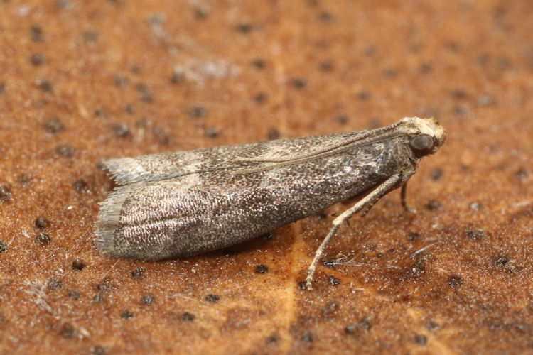 Eccopisa effractella: Bild 4