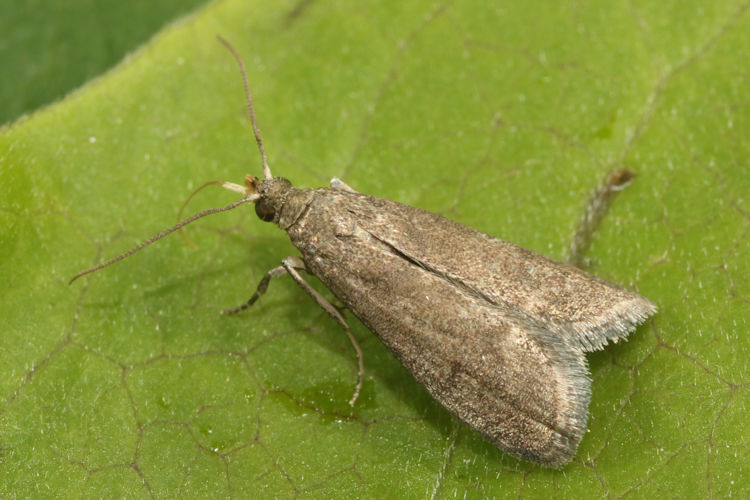 Eccopisa effractella: Bild 7