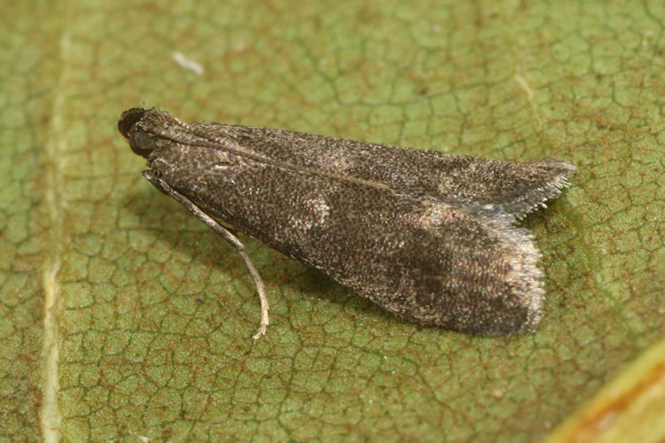 Eccopisa effractella: Bild 10