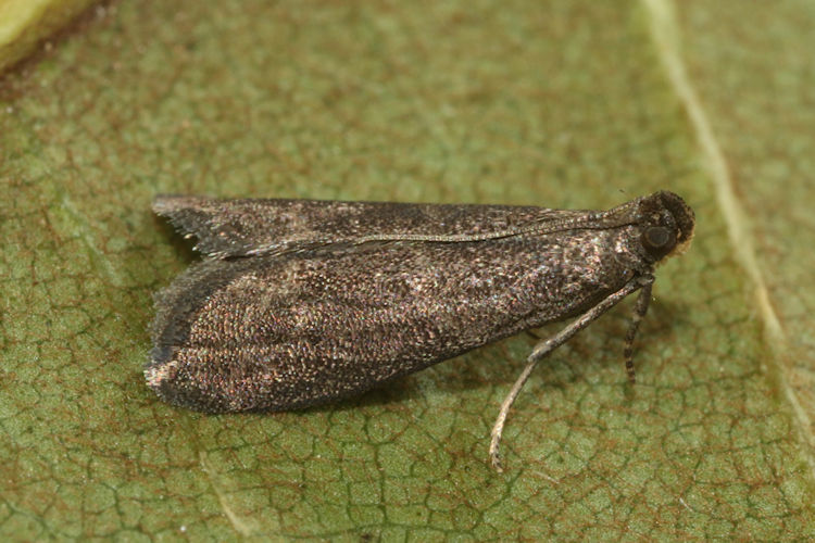 Eccopisa effractella: Bild 11