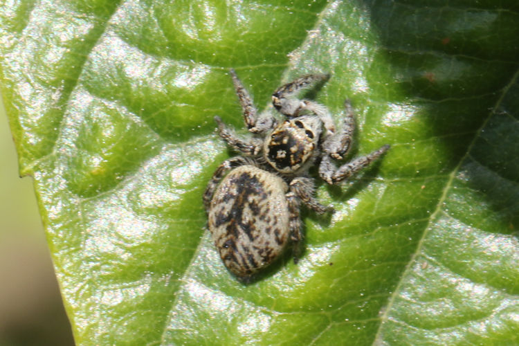 Carrhotus xanthogramma: Bild 4