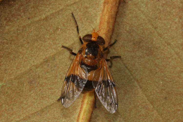 Volucella inflata: Bild 2