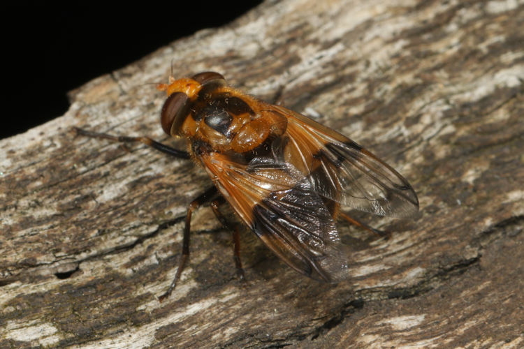 Volucella inflata: Bild 3