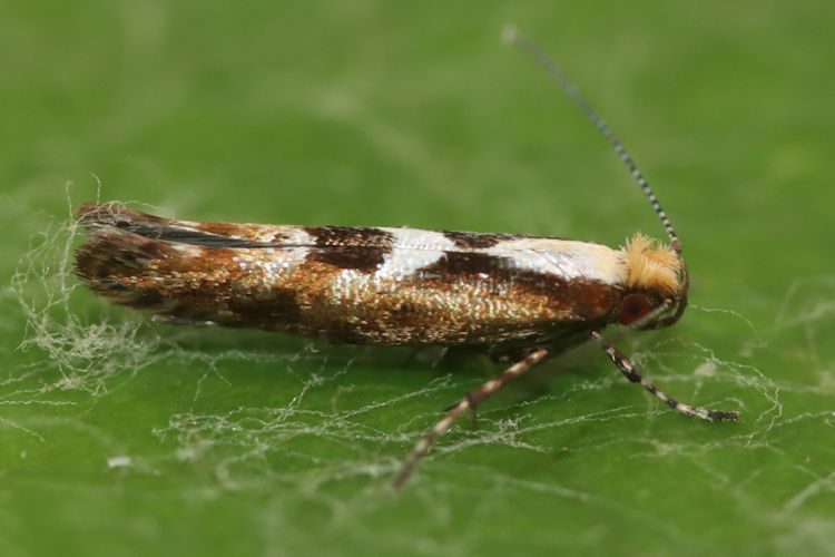 Argyresthia atlanticella: Bild 1