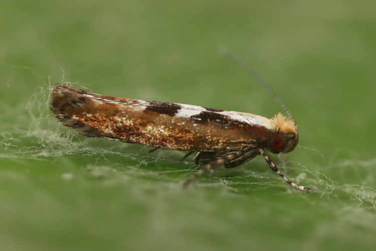 Argyresthia atlanticella: Bild 2