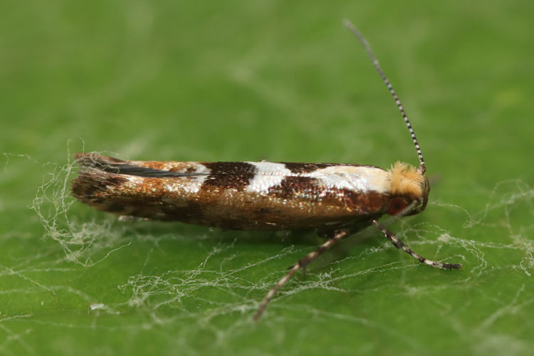 Argyresthia atlanticella: Bild 3