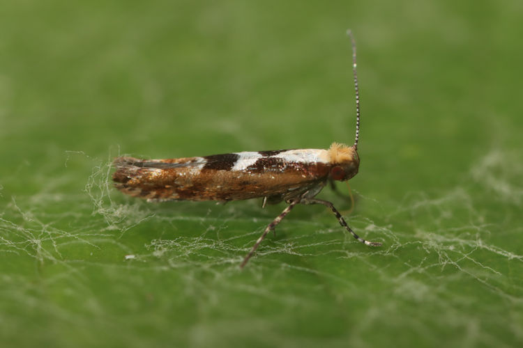 Argyresthia atlanticella: Bild 4