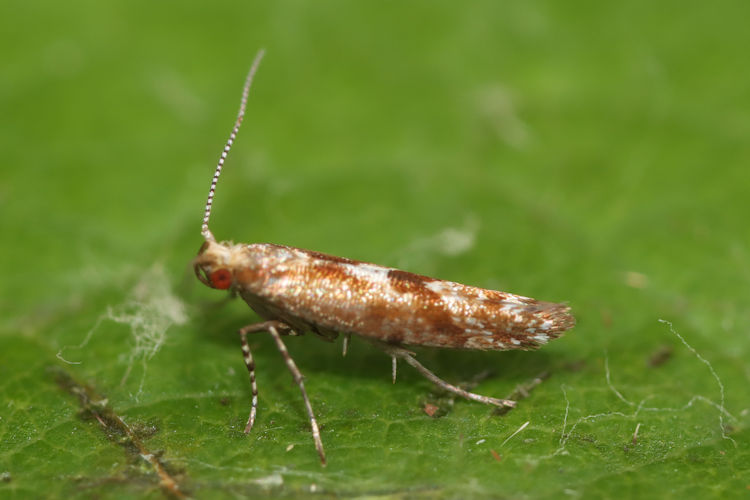 Argyresthia atlanticella: Bild 5