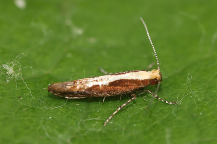 Argyresthia atlanticella: Bild 6