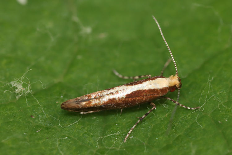 Argyresthia atlanticella: Bild 7