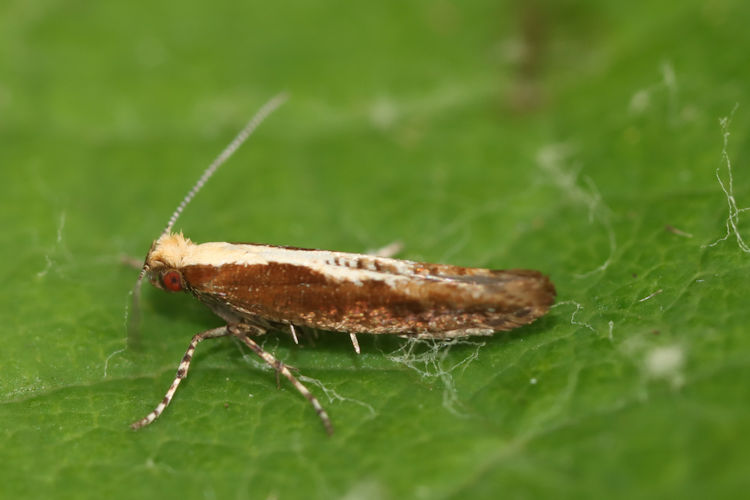 Argyresthia atlanticella: Bild 8