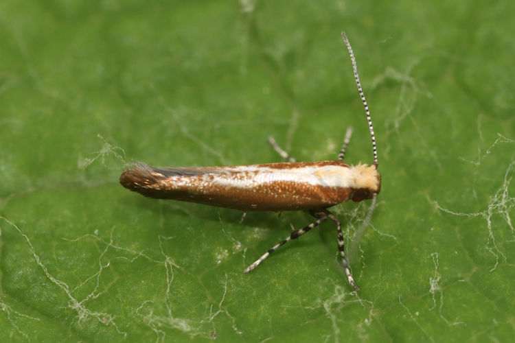 Argyresthia atlanticella: Bild 9