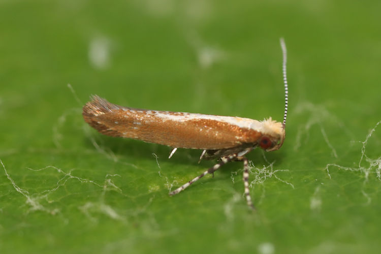 Argyresthia atlanticella: Bild 10