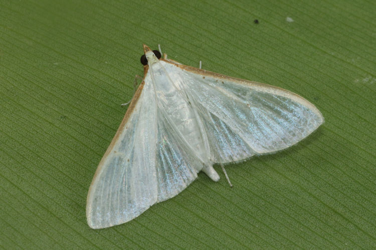 Palpita vitrealis: Bild 3