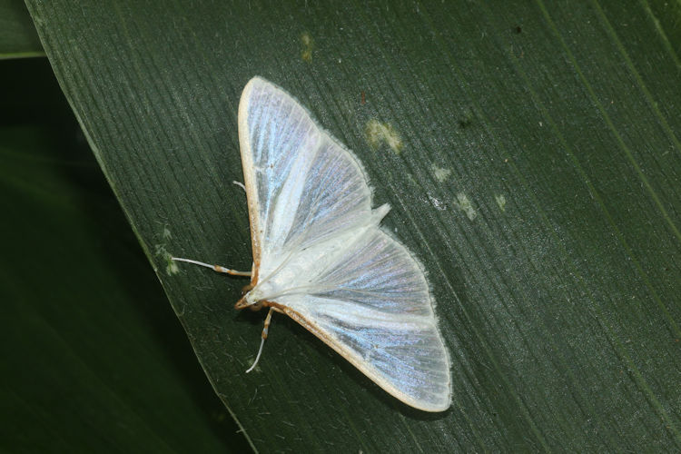 Palpita vitrealis: Bild 4