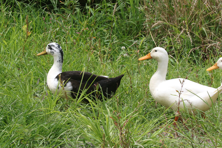 Anas platyrhynchos domesticus: Bild 1