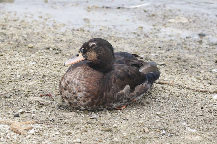 Anas platyrhynchos X Cairina moschatus: Bild 1